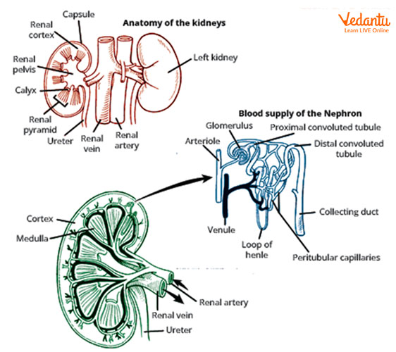 Structure of Kidney and Nephron