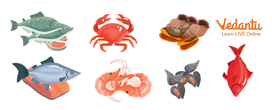 Different Types of Seafood