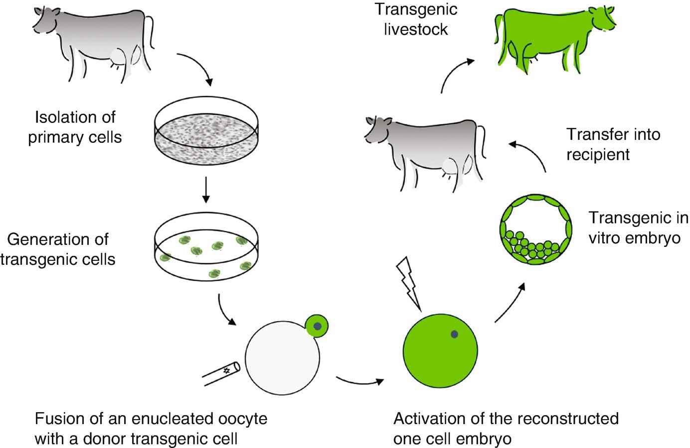 Formation of Transgenic Animals