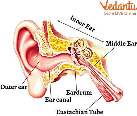 Parts of Ear