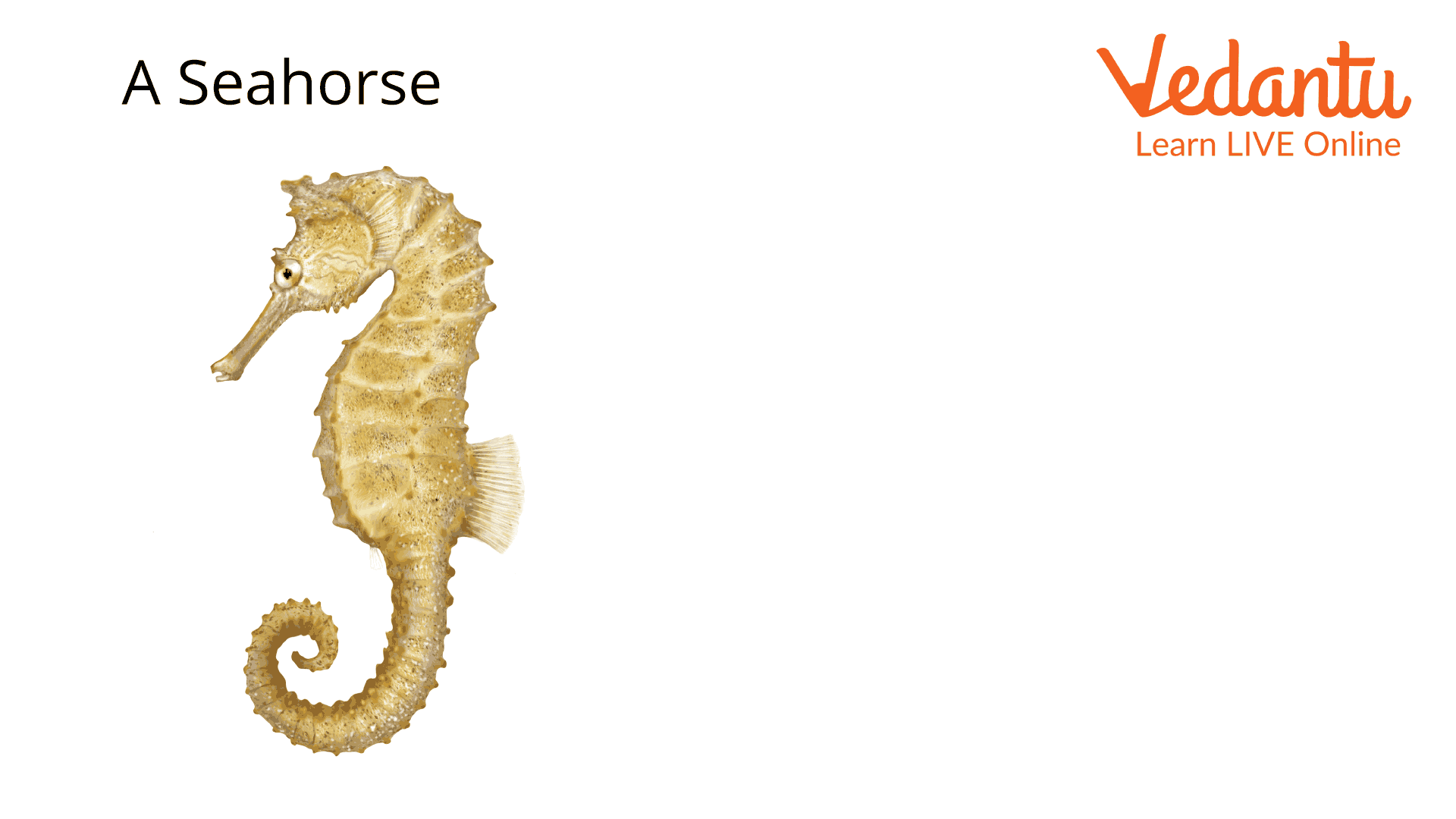 A Seahorse