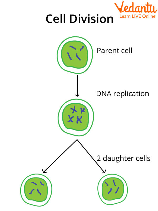 Cell Division