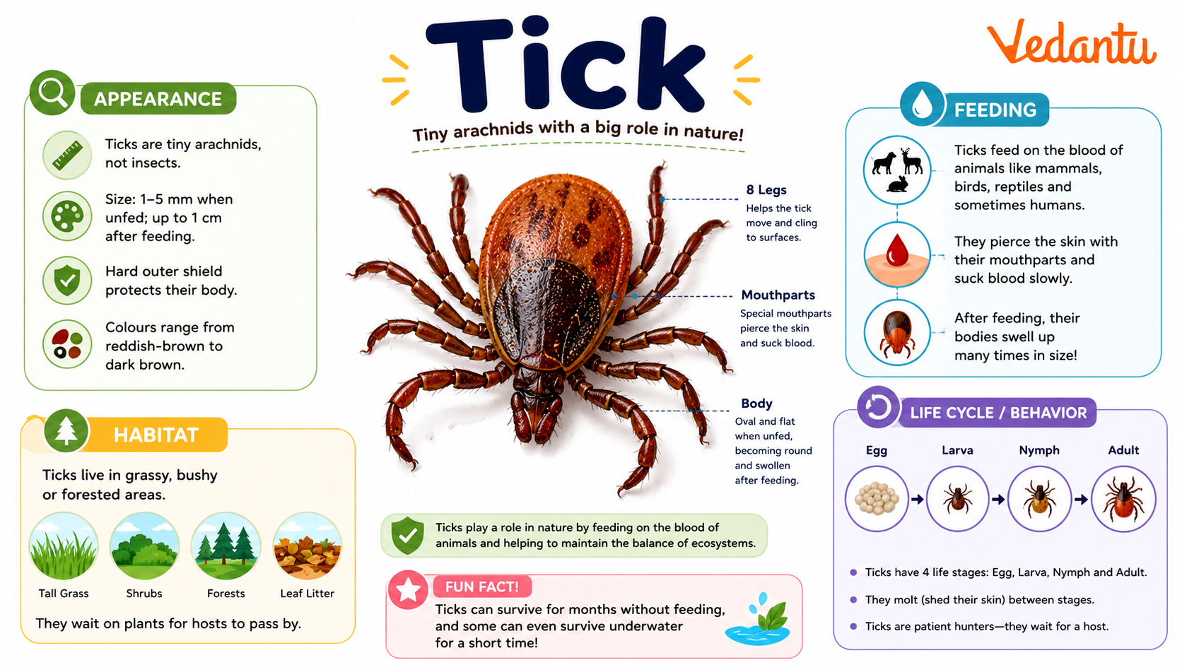 Tick close-up image showing body and legs
