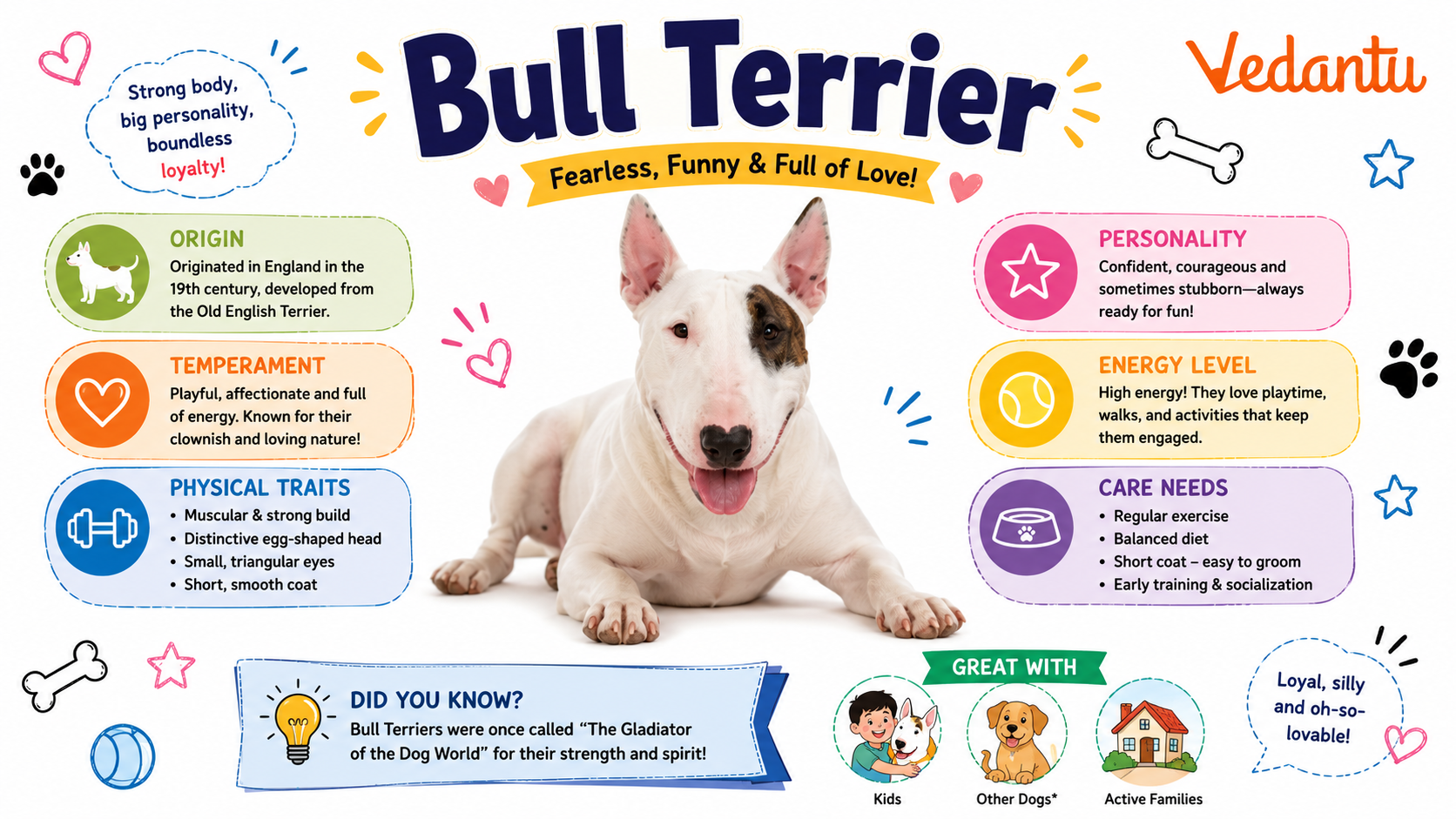 Bull Terrier dog breed with egg-shaped head and muscular body