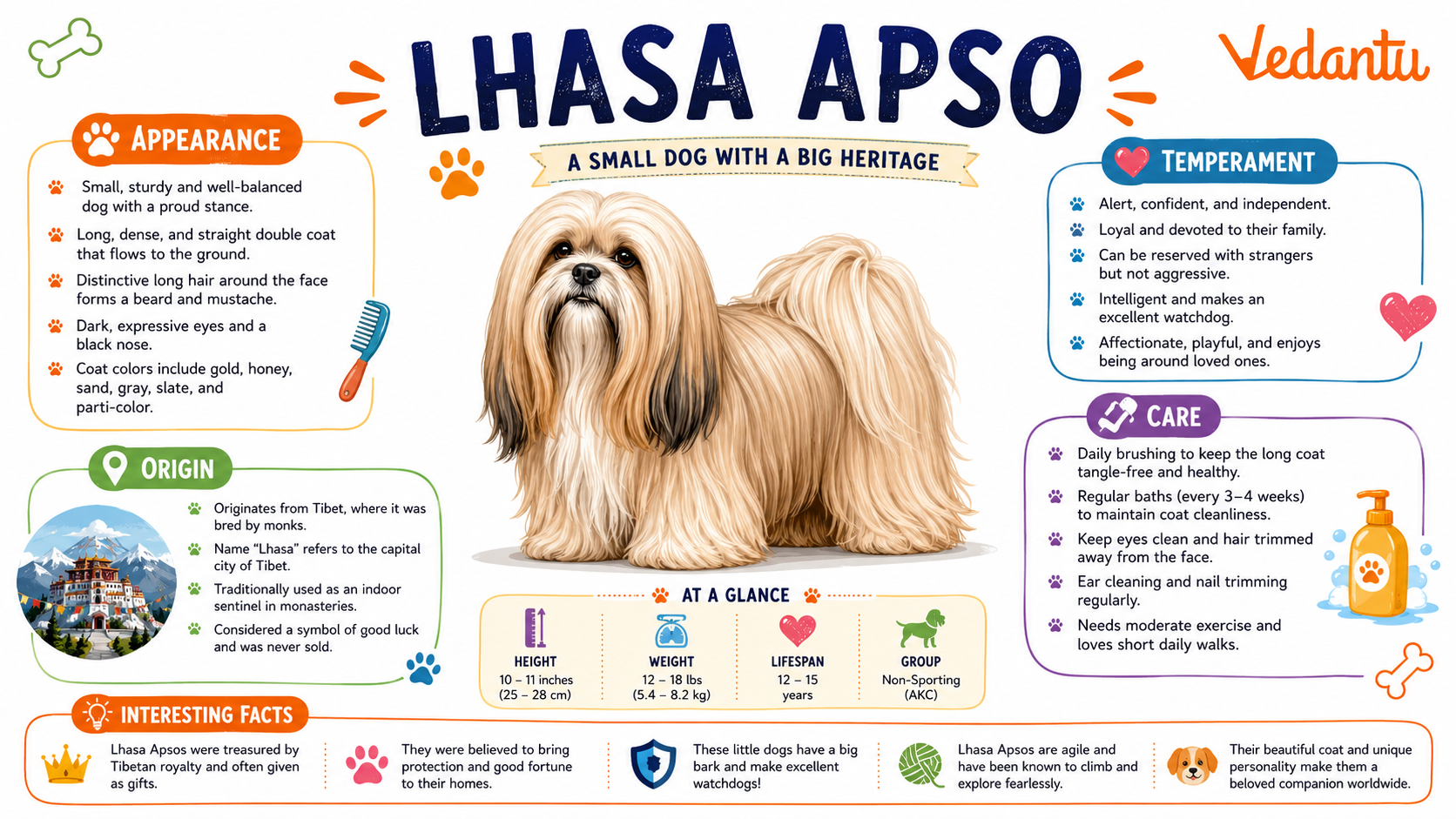 Lhasa Apso dog with long flowing coat