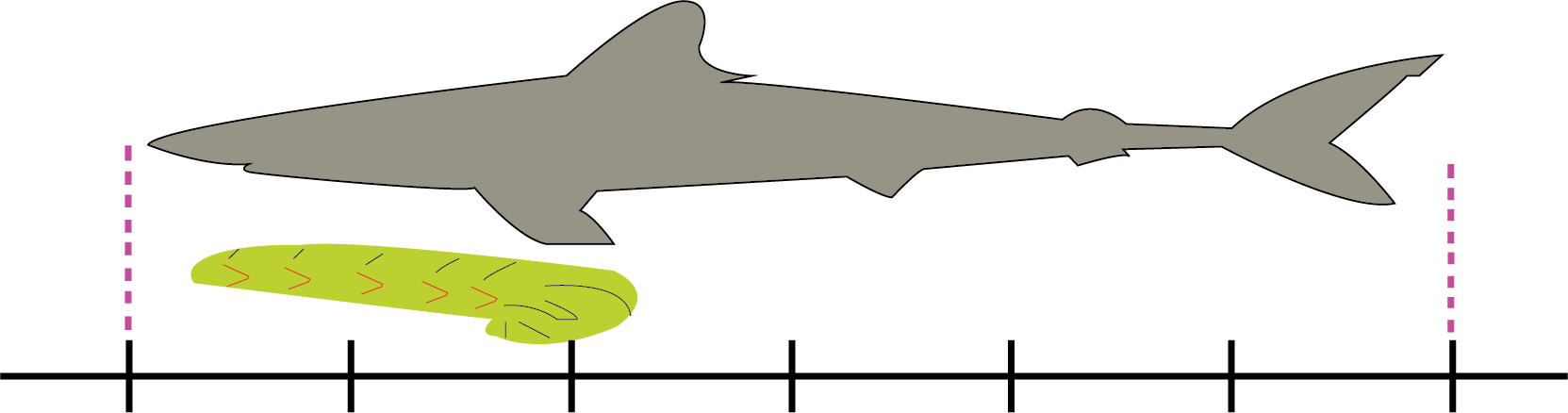 Length Comparison of the Shark and the Caterpillar