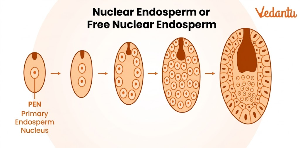 Nuclear Endosperm