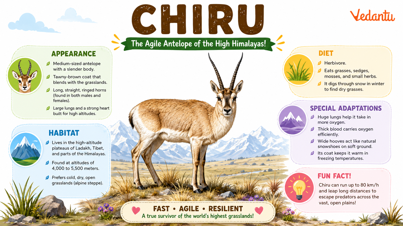 Chiru Tibetan antelope standing in high-altitude grassland habitat
