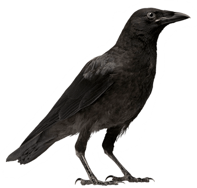 A Crow