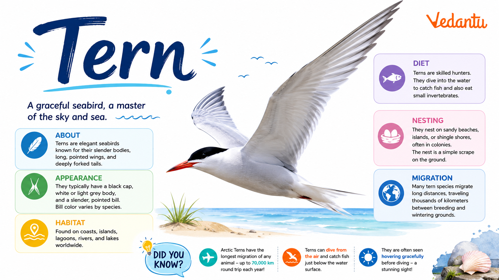 Tern bird flying over water