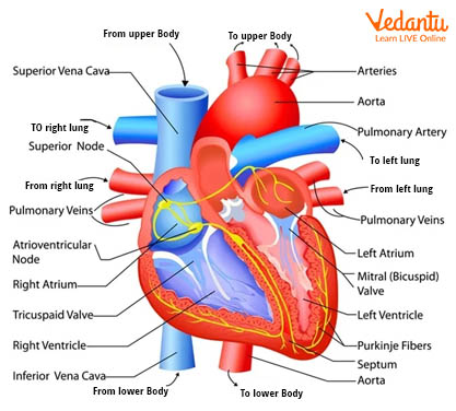 Parts of Human Heart
