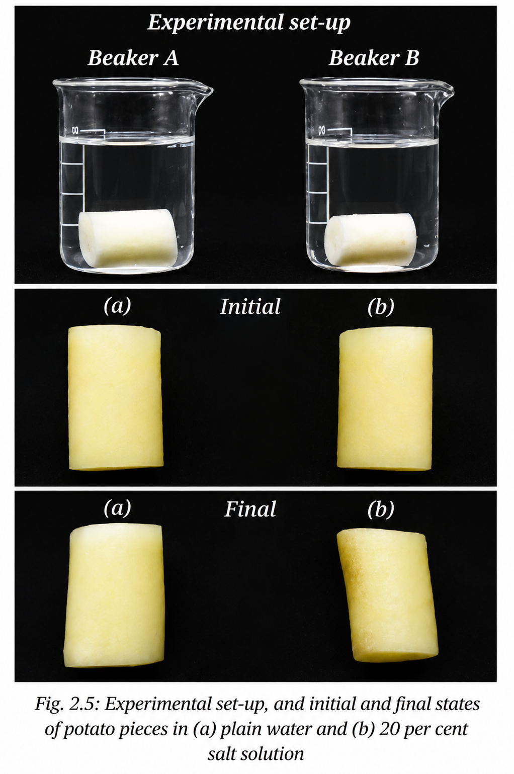 observe the effect of osmosis by studying the change in weight of potato pieces placed in plain water and concentrated salt and sugar solution.png