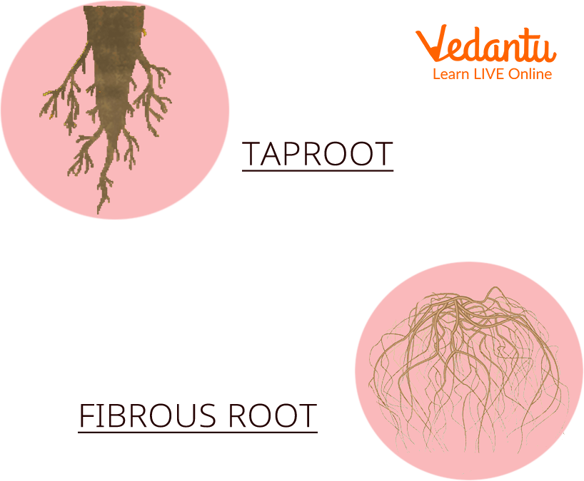 Taproot and Fibrous Root
