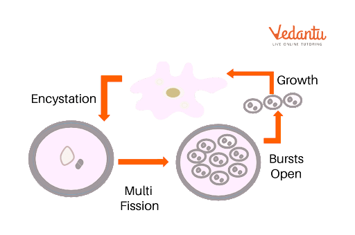 Cyst Formation in Amoeba