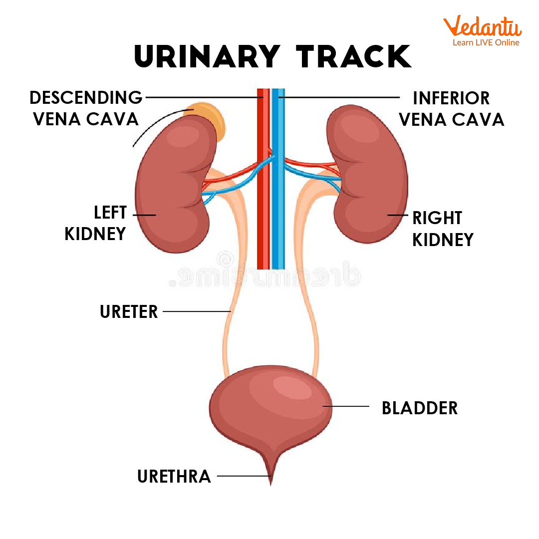 Urinary Tract