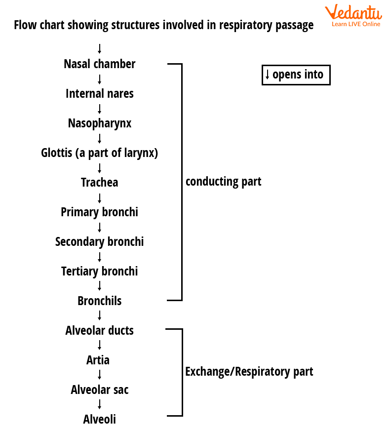 Flow Chart of Respiration