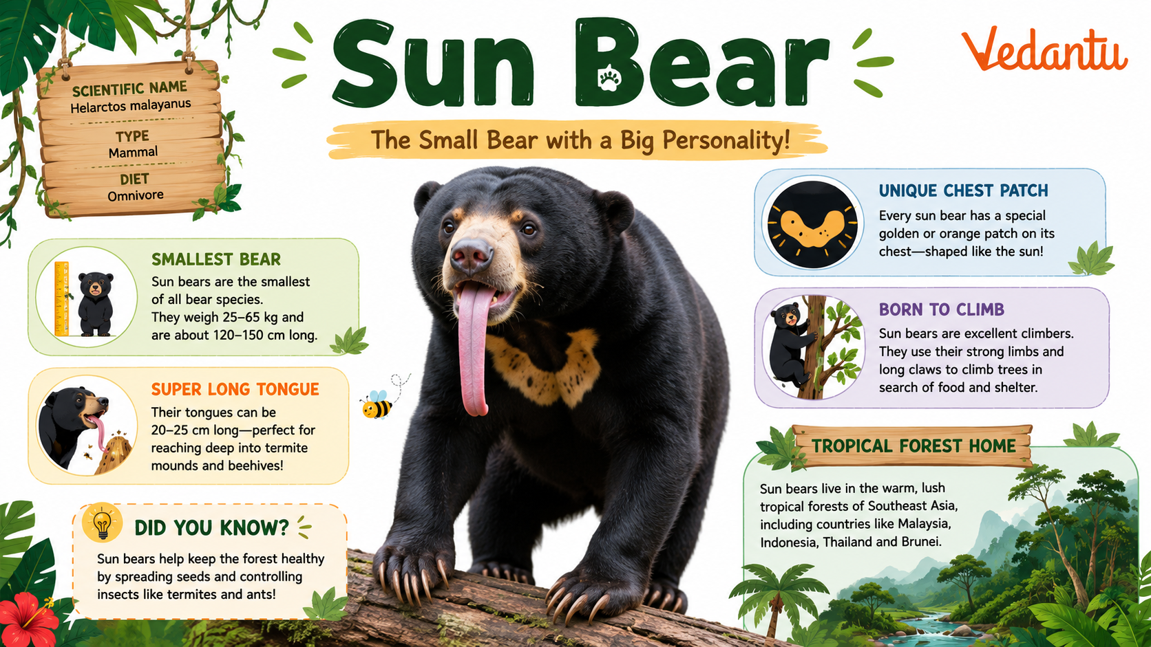 Sun Bear with crescent-shaped chest patch in forest habitat