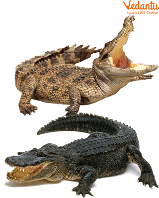 Difference in Crocodile and Alligator
