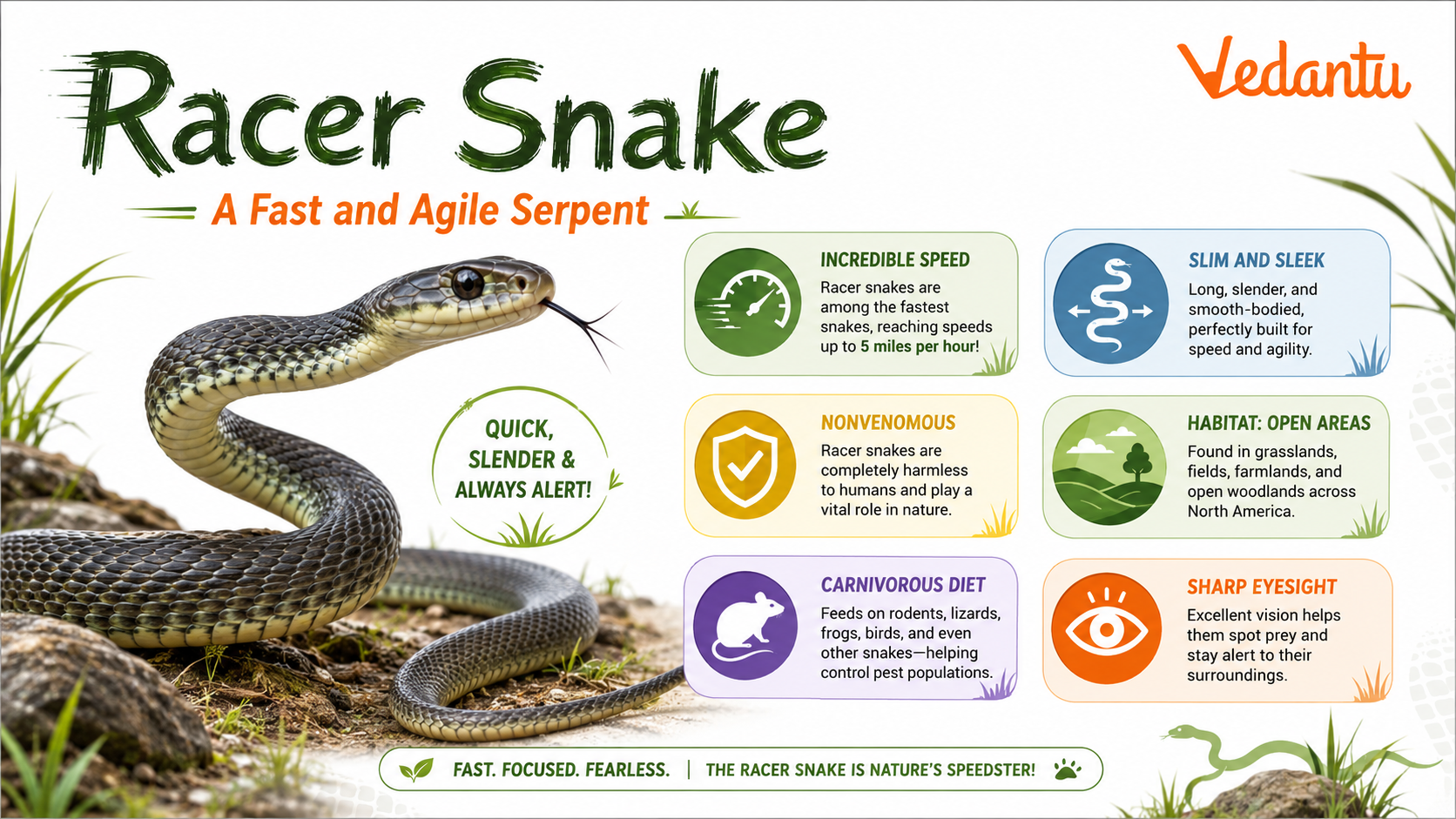 Racer Snake
