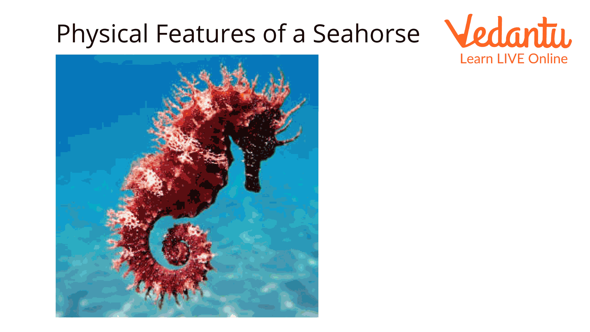 Physical Features of a Seahorse