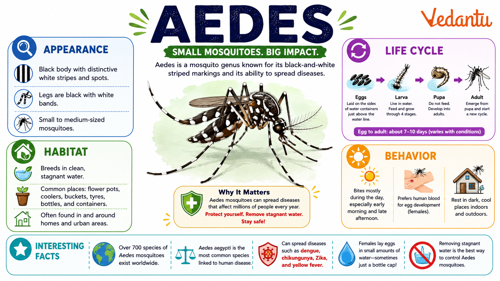 Aedes mosquito