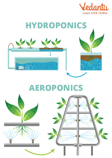 Hydroponics and Aeroponics Concept