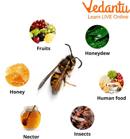 Different Foods of Wasps