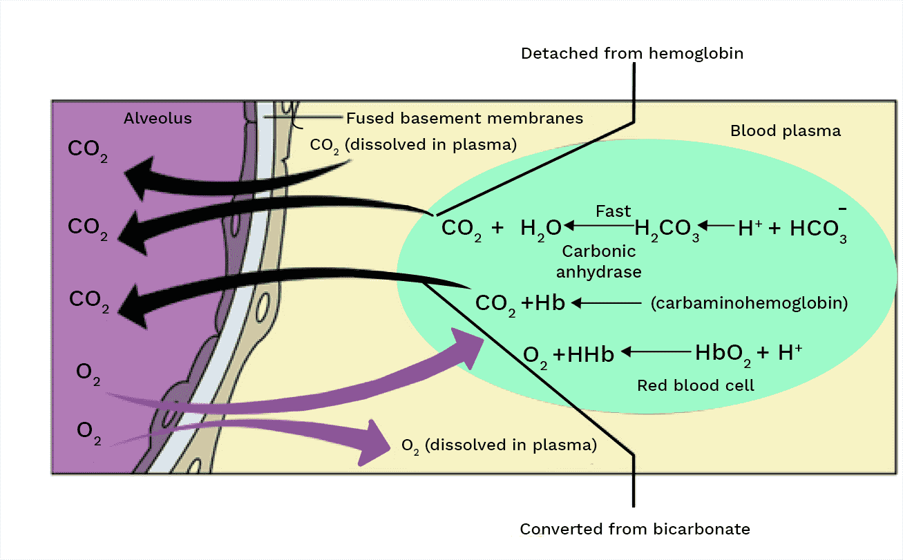 Diagrammatic Representation of Gas exchange Between Alveoli and Other Body Parts