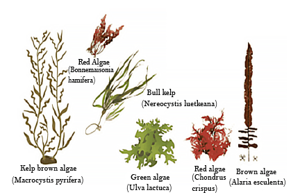 Types of Green algae
