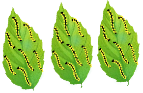 Caterpillars on the leaves
