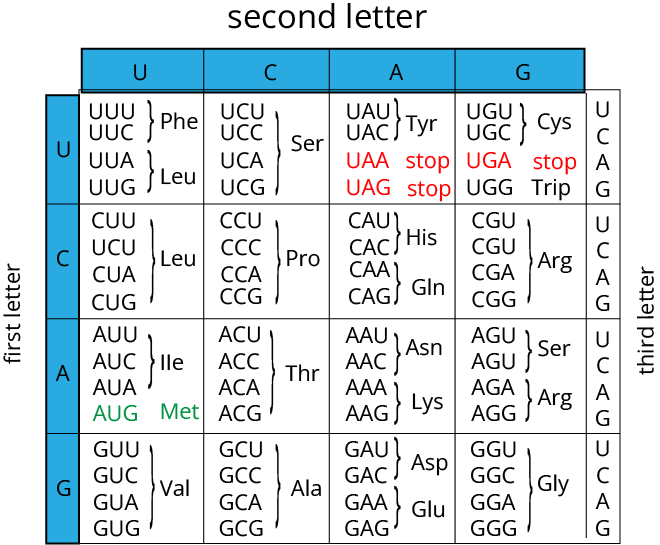 Types of RNA