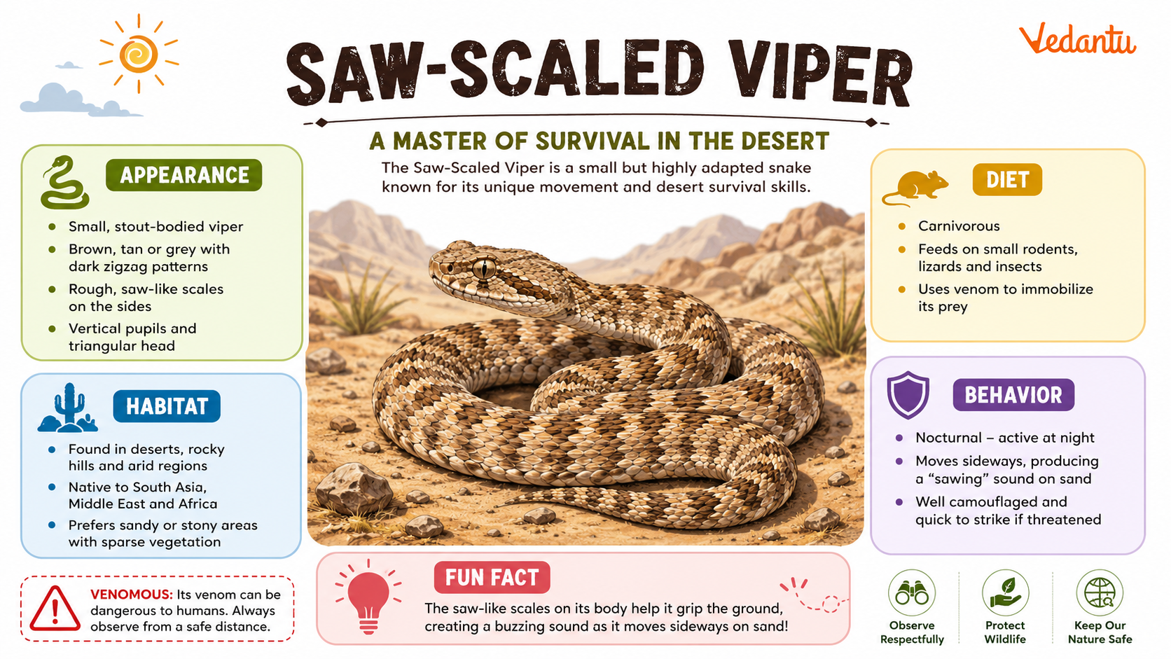 Saw Scaled Viper