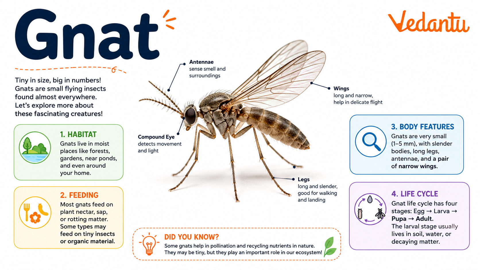 Gnat insect close-up image