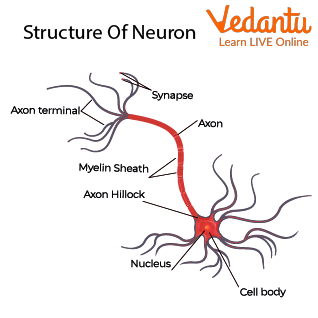 Structure Of Neuron