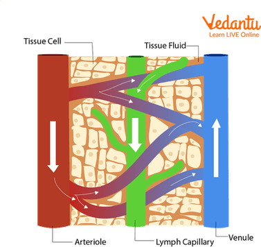 Blood Vessels and Lymph Vessels