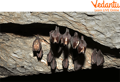 Bats Habitat