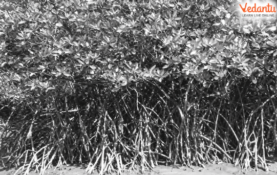Figure 5.6 – Mangrove Forests