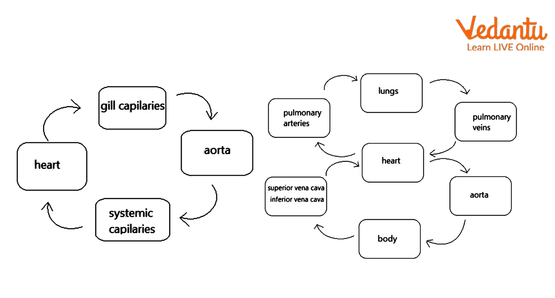 Single and Double Circulation Flow Diagram