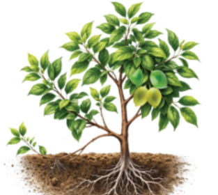 After regular watering, roots grow from the buried part. Once roots develop properly, the branch is cut from the parent plant and grows as a new plant..png