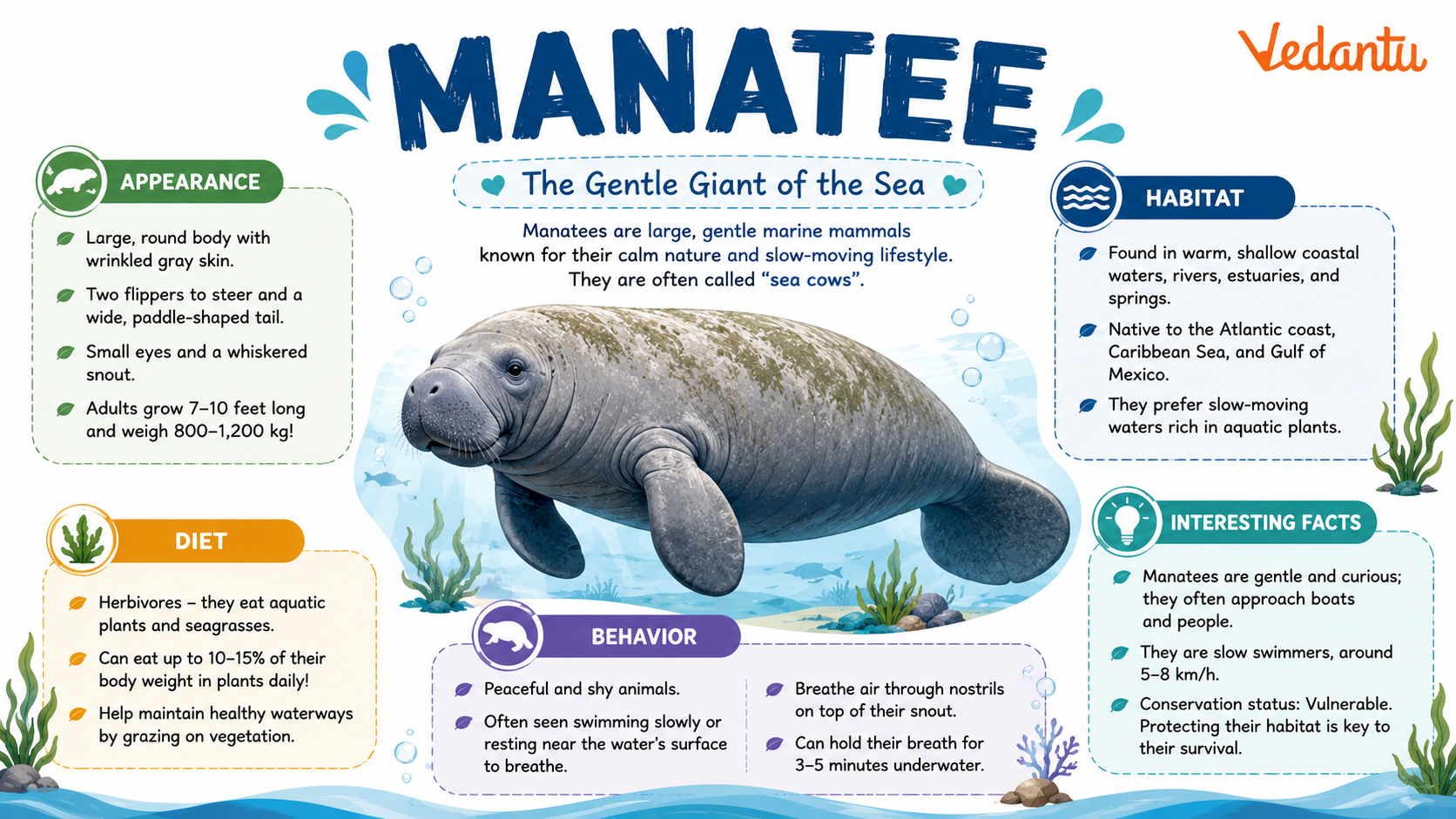 Manatee marine mammal swimming in water