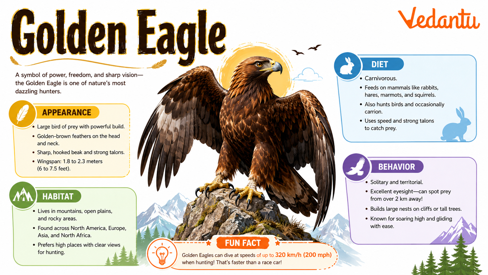 Golden Eagle soaring in the sky