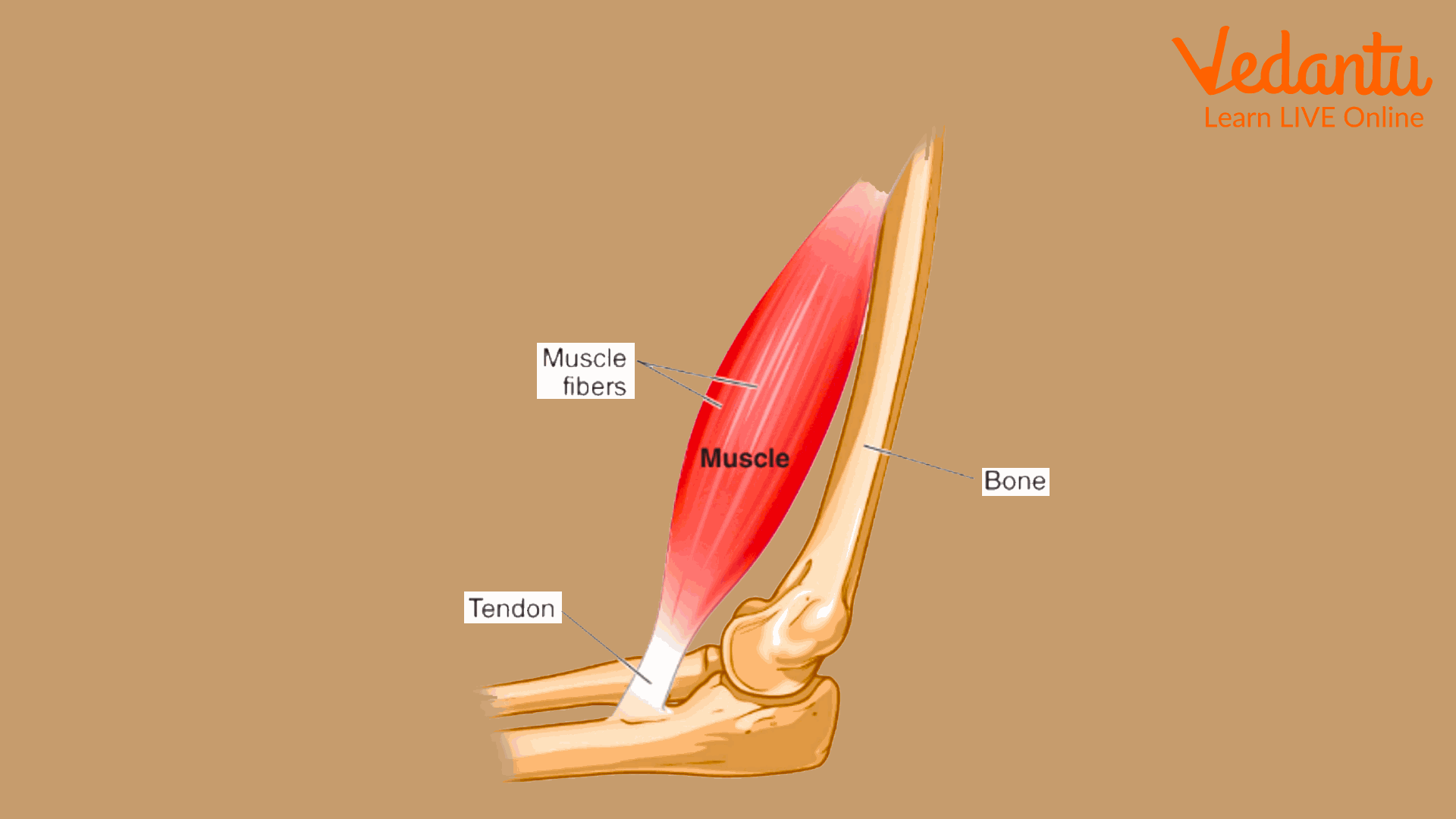 Tendons collaborate