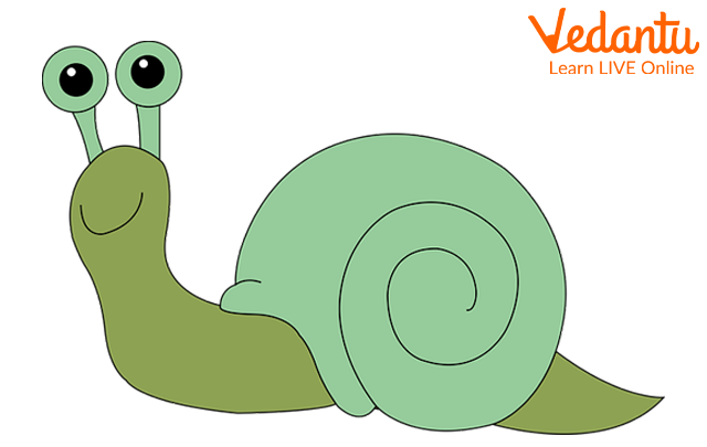 Snail