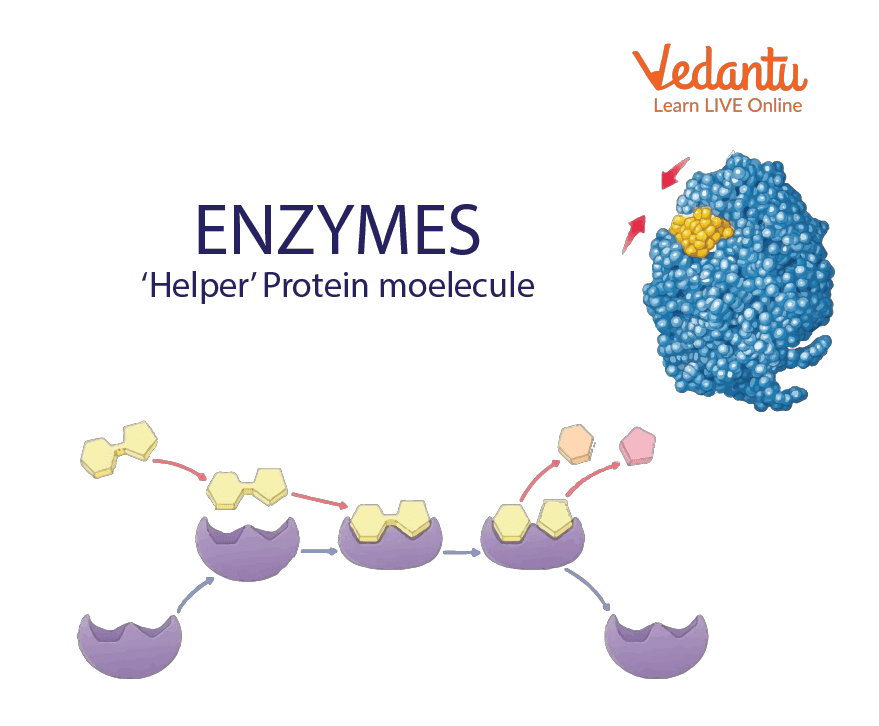 Enzymes