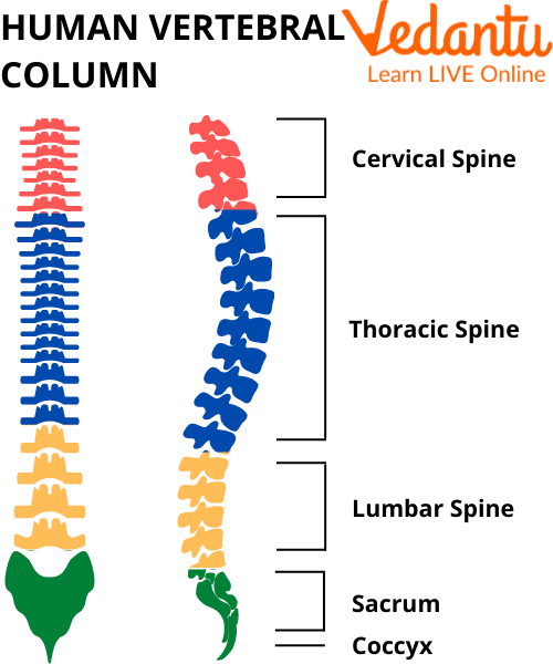 Vertebral Column