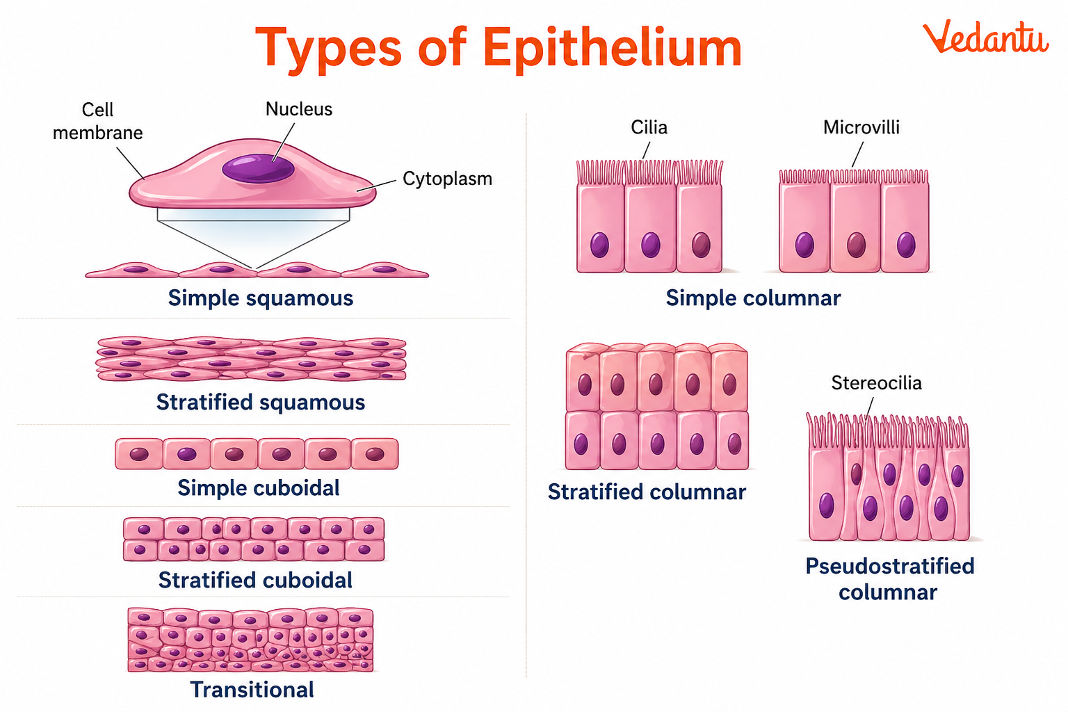 Epithelium Diagram