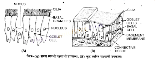 (A) सरल स्तम्भी पक्ष्माभी उपकला, (B) कूट स्तरित पक्ष्याभी उपकला