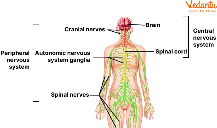 Different parts of the nervous system