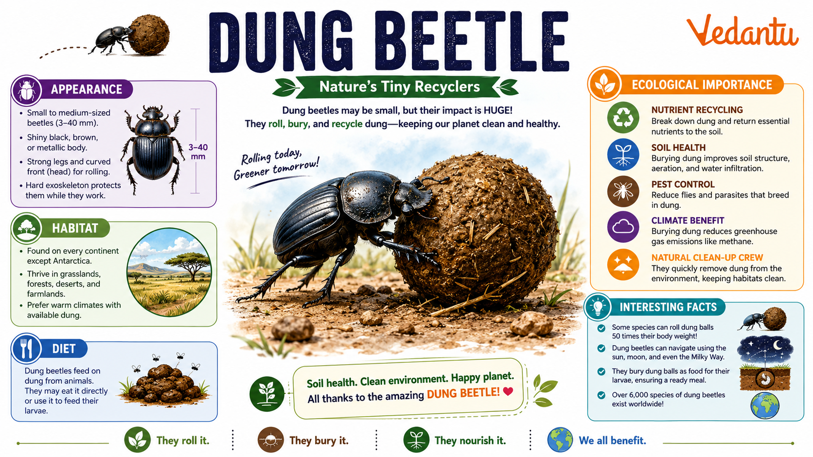 Dung Beetle