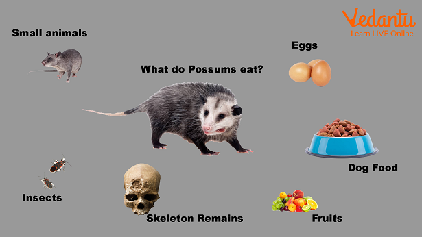 Food of possum